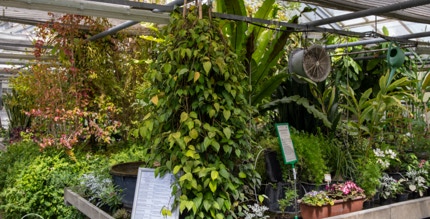 Gewächshaus im Botanischen Sondergarten Wandsbek