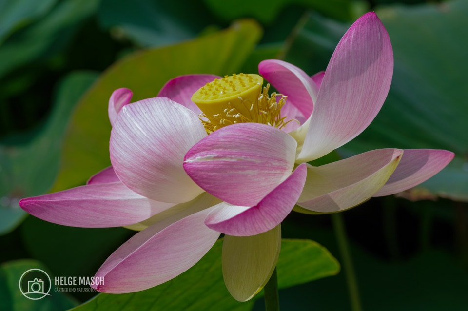 Indische Lotusblume
