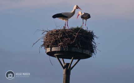 Storchenpaar auf dem Nest